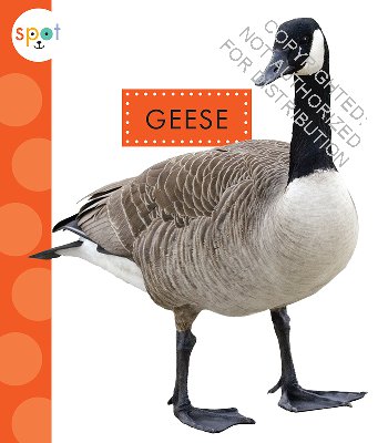 Geese