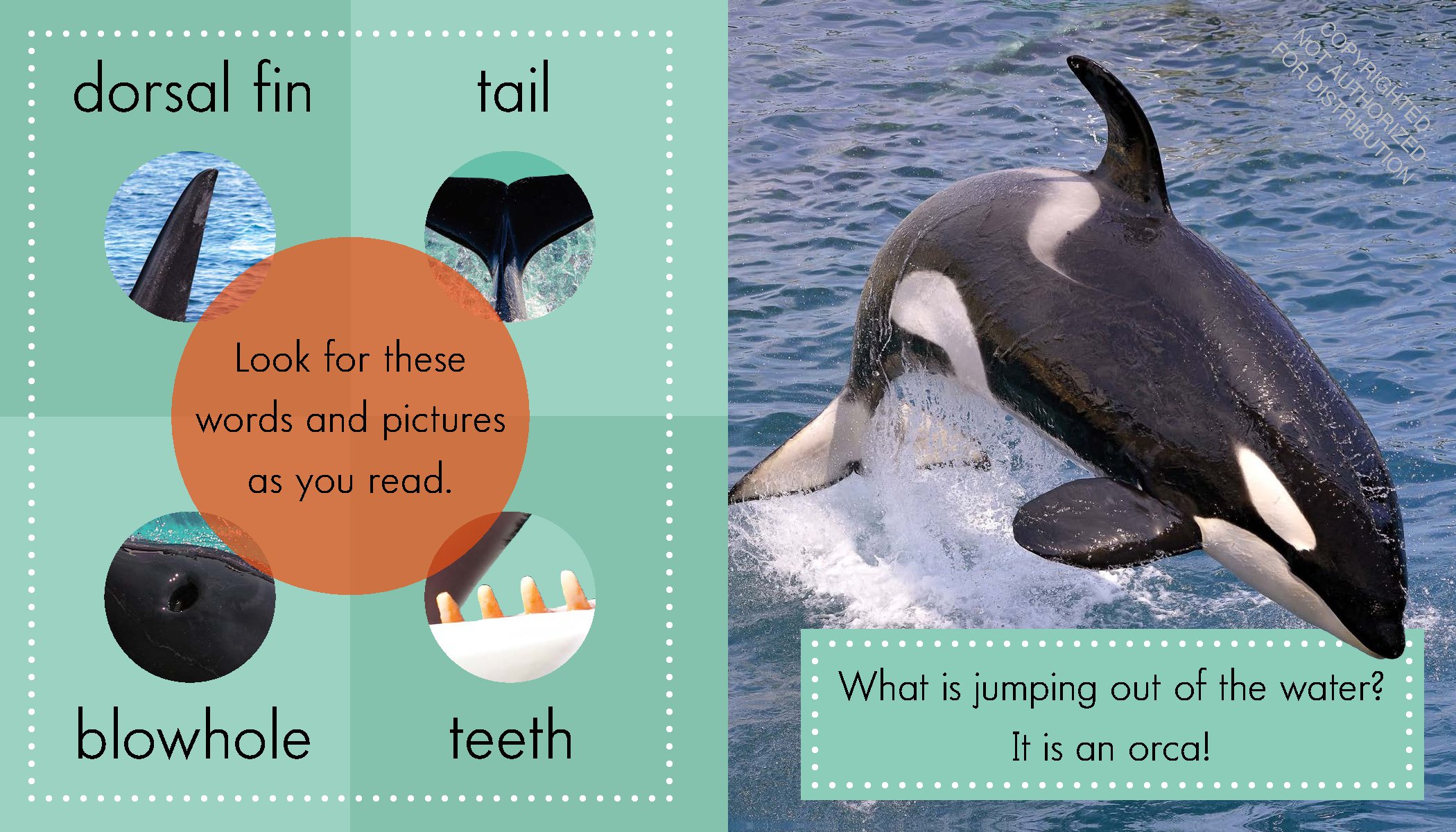 Orcas