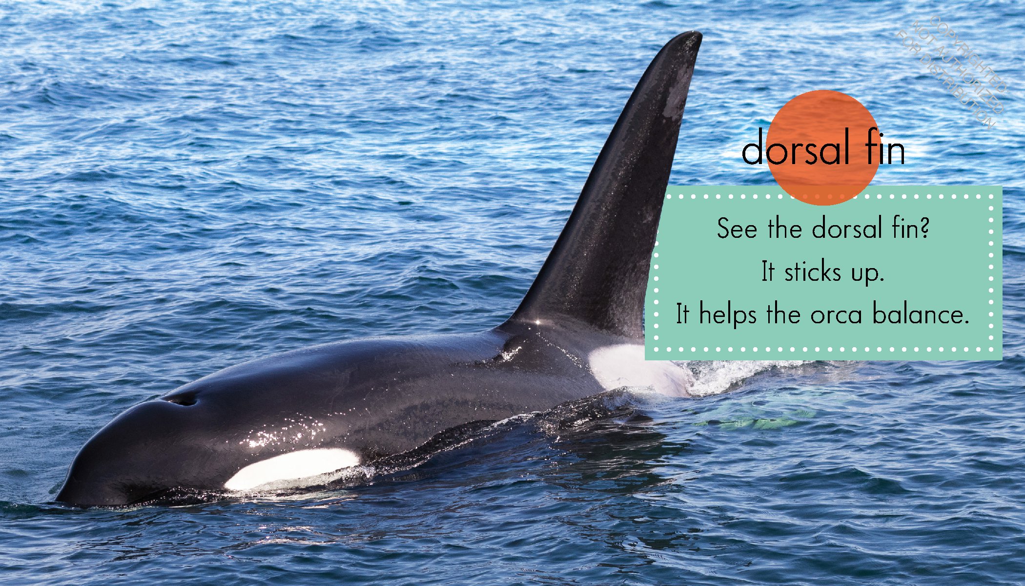 Orcas
