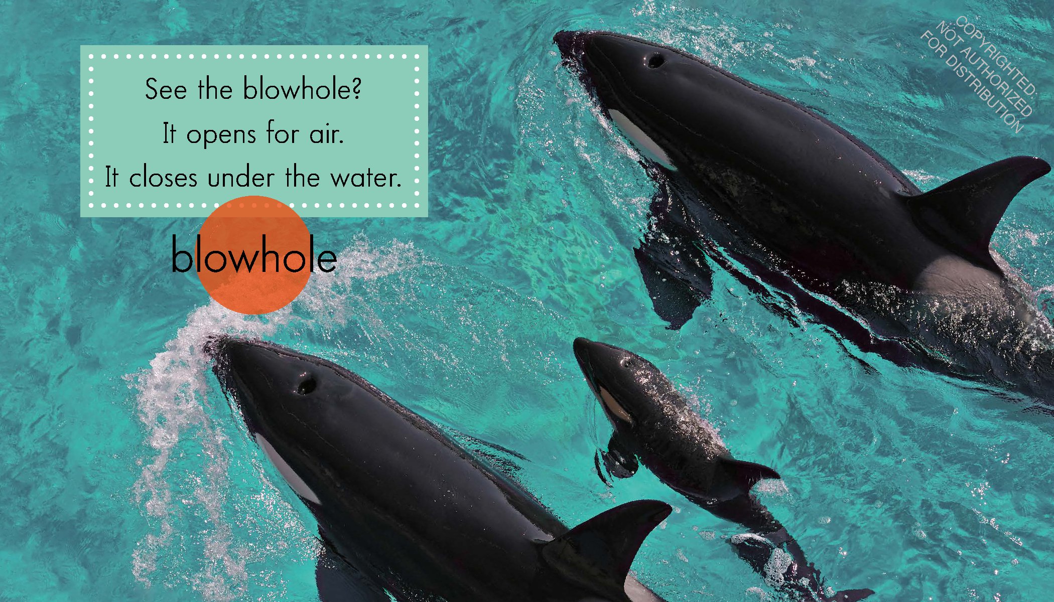 Orcas