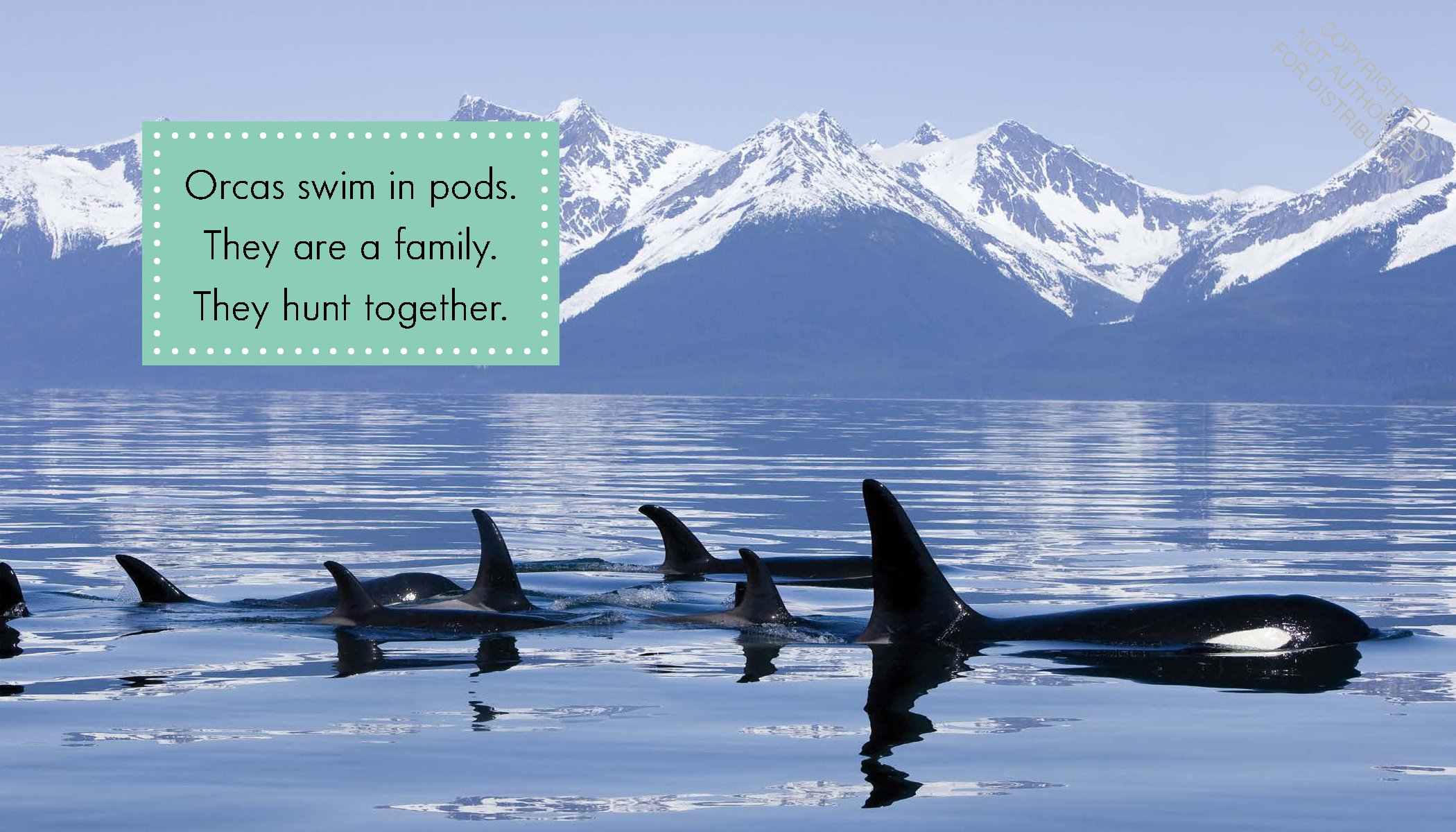 Orcas