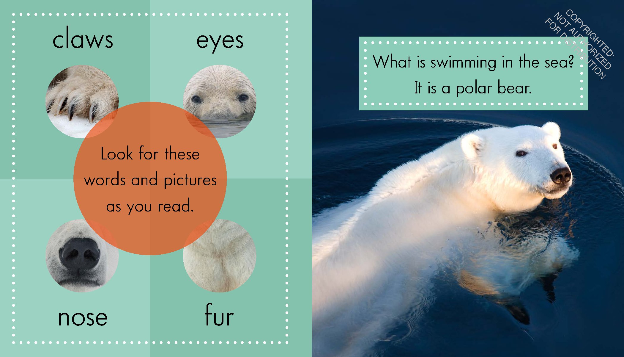Polar Bears