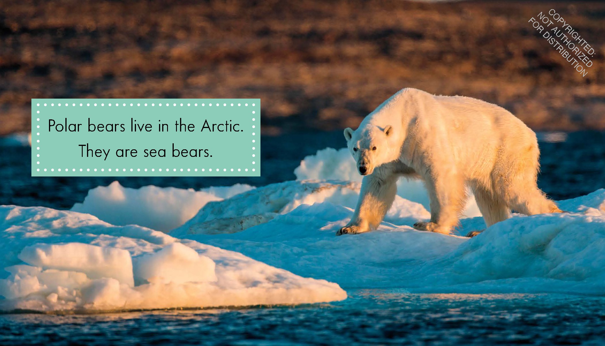 Polar Bears