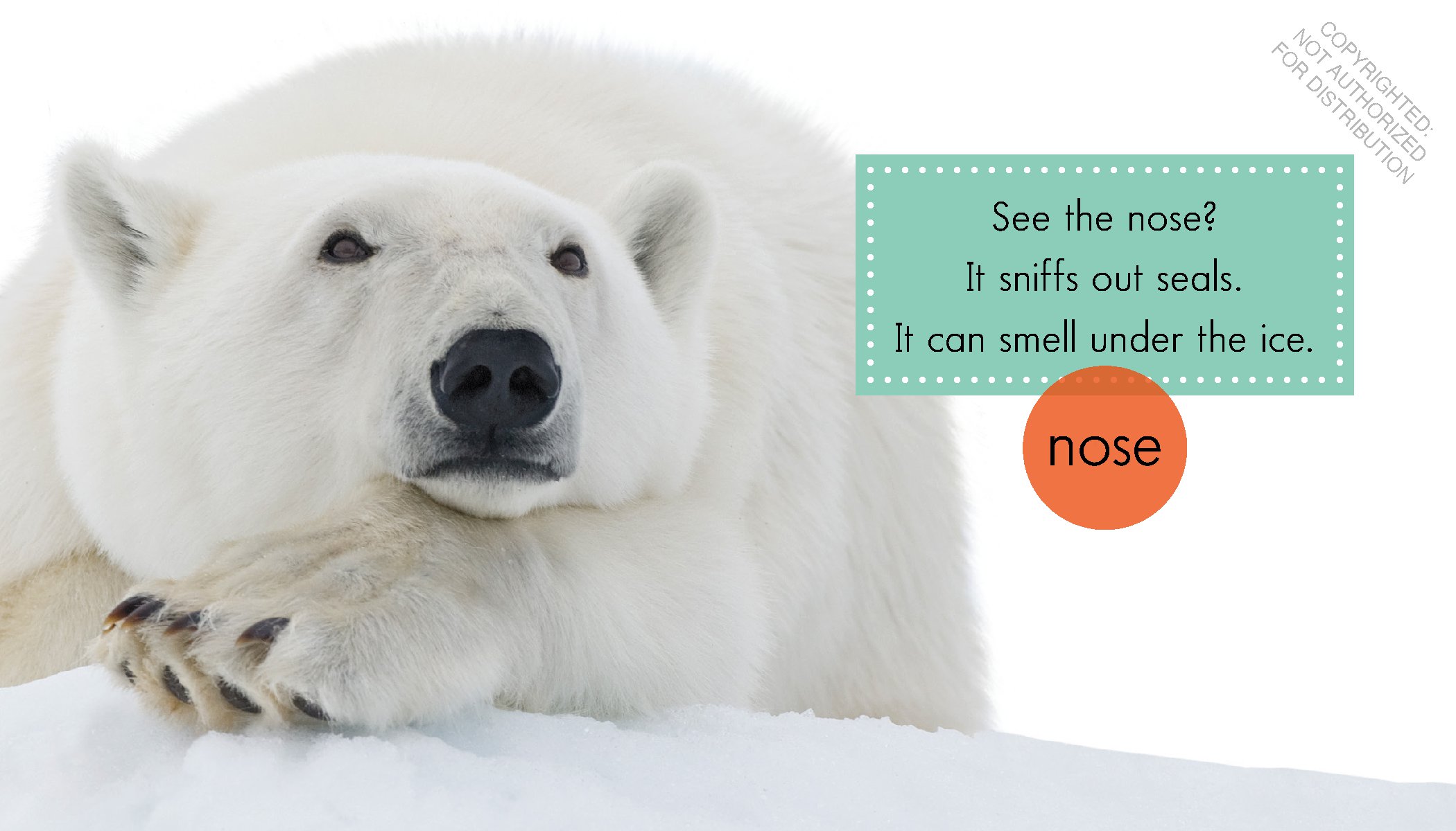 Polar Bears