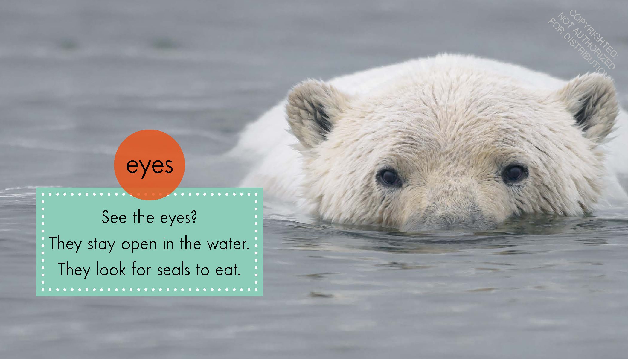 Polar Bears