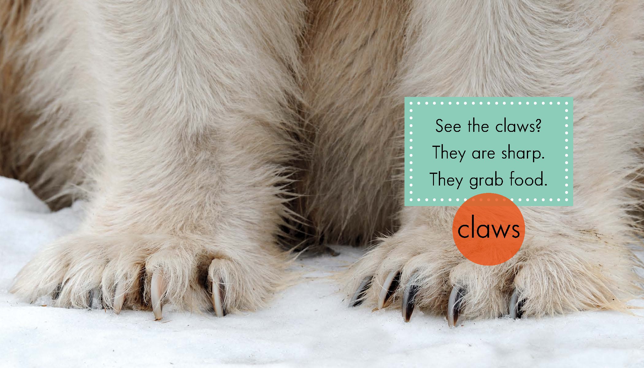Polar Bears