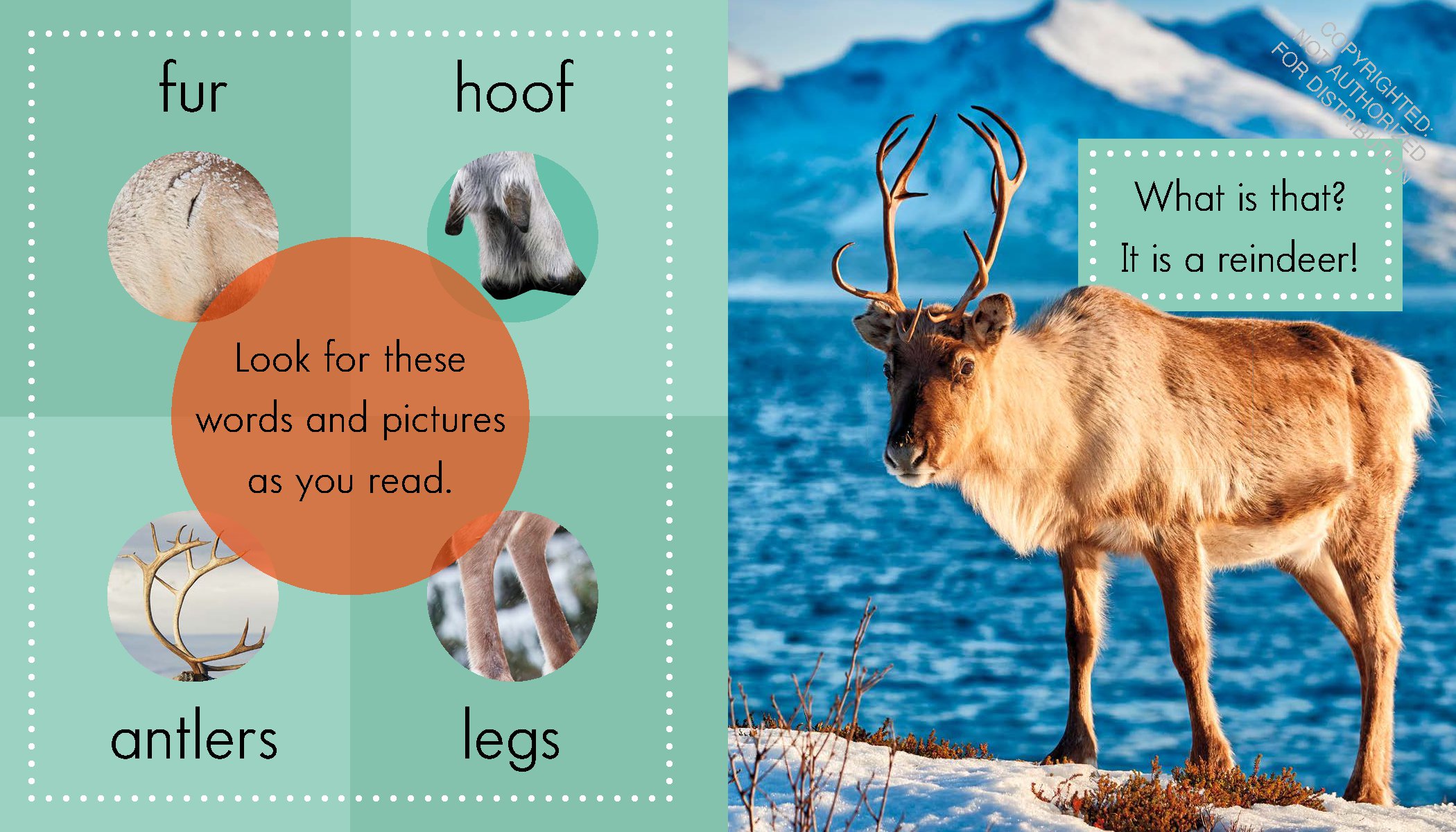Reindeer