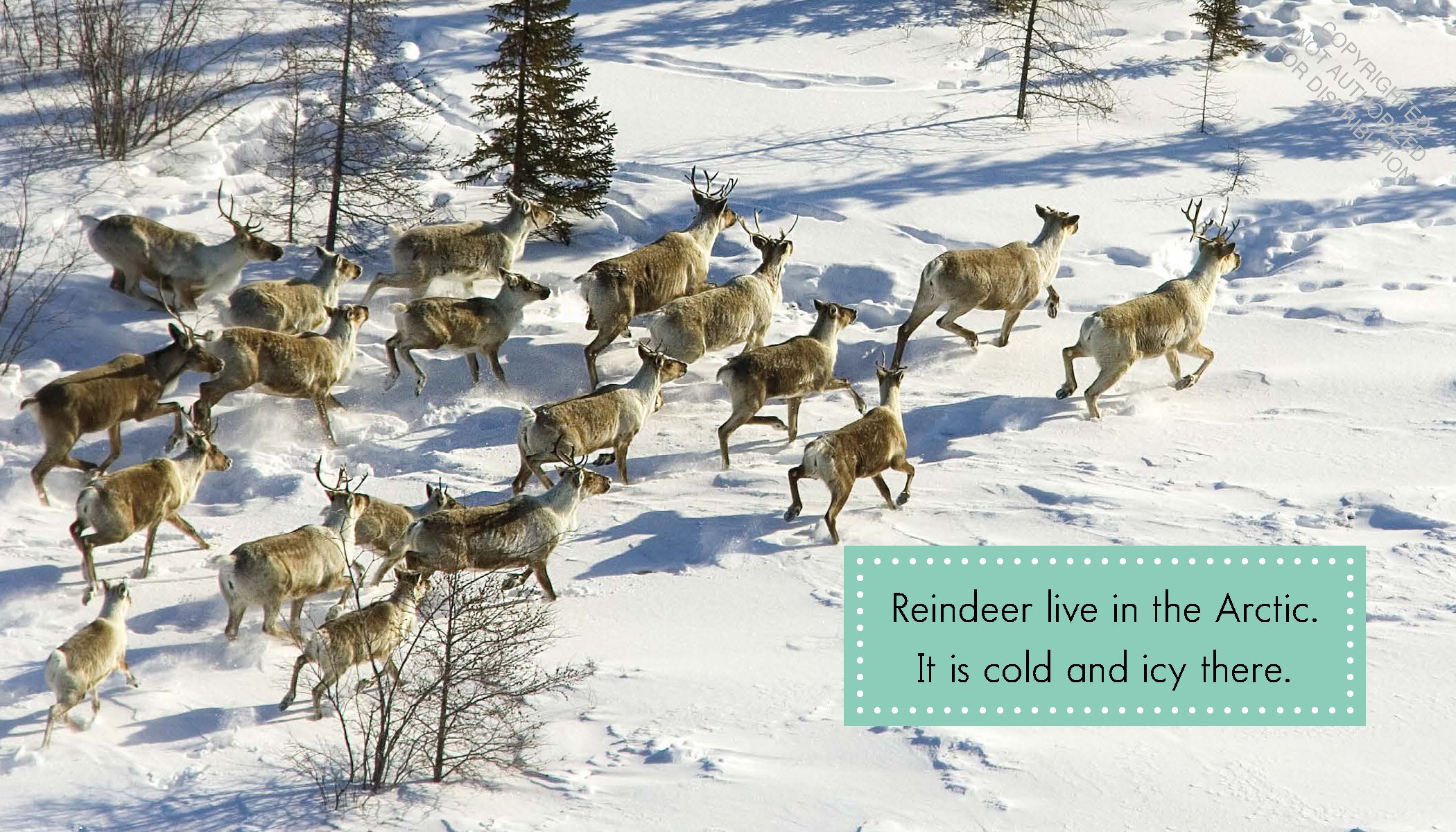 Reindeer