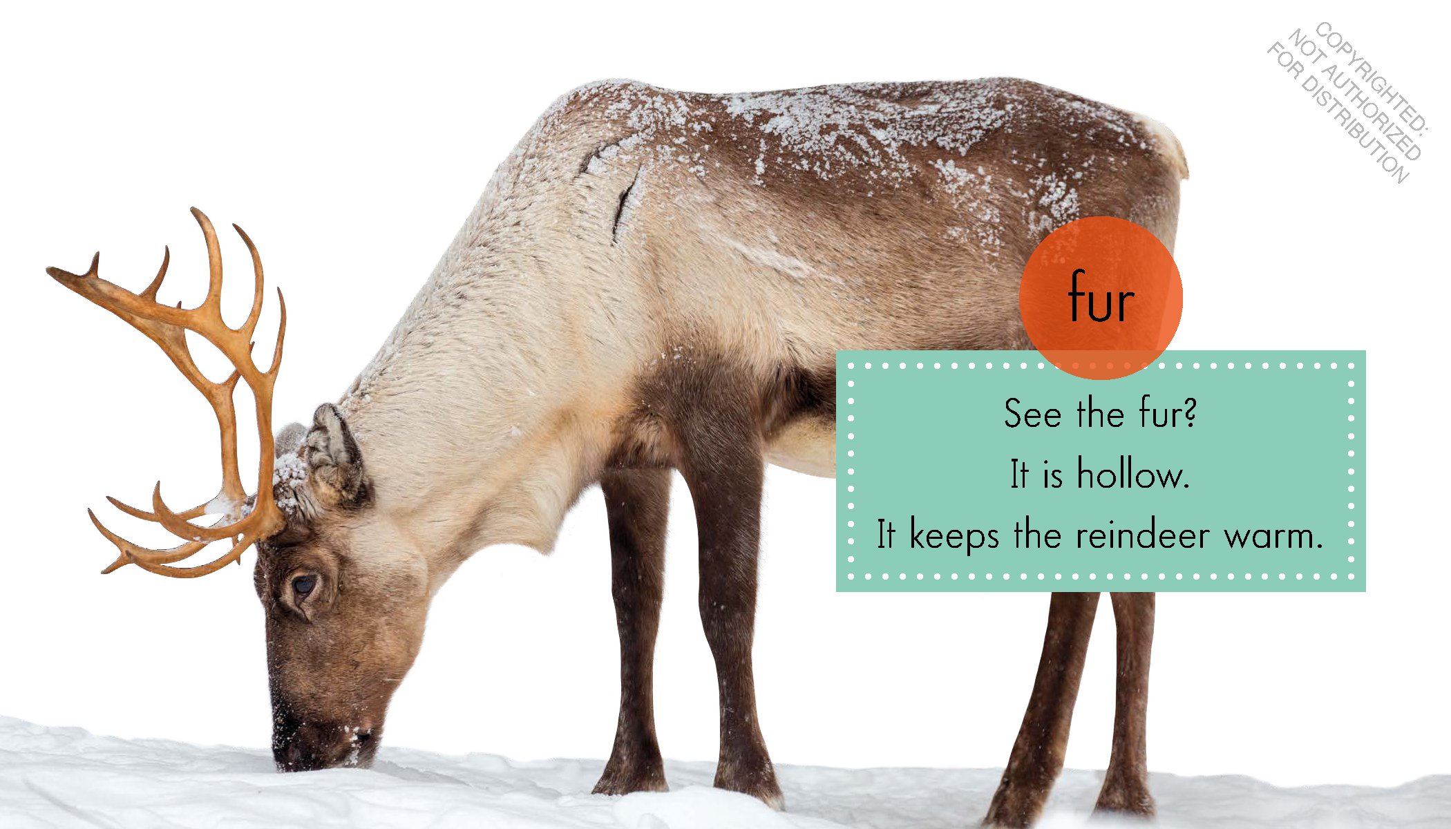 Reindeer
