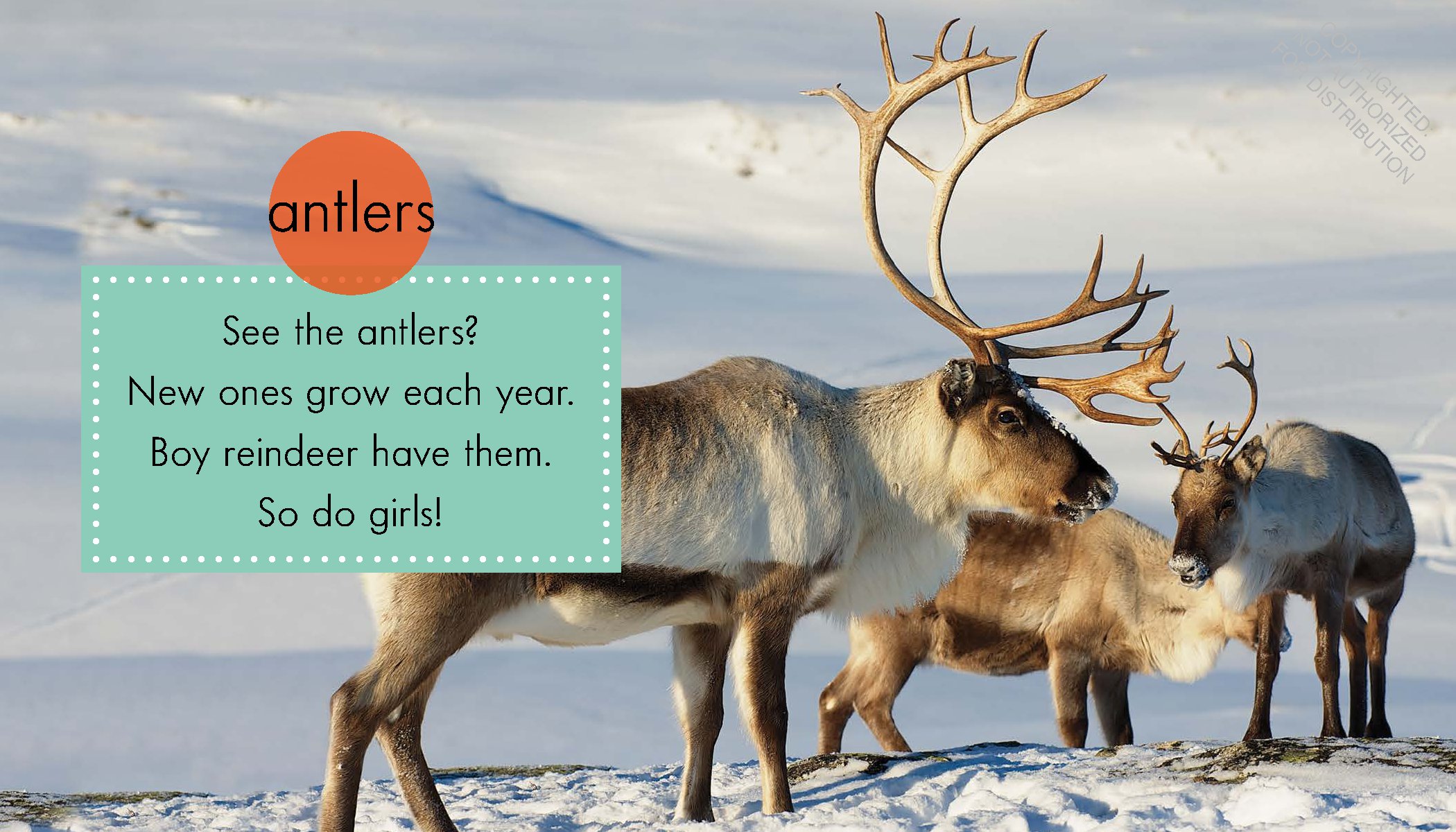 Reindeer