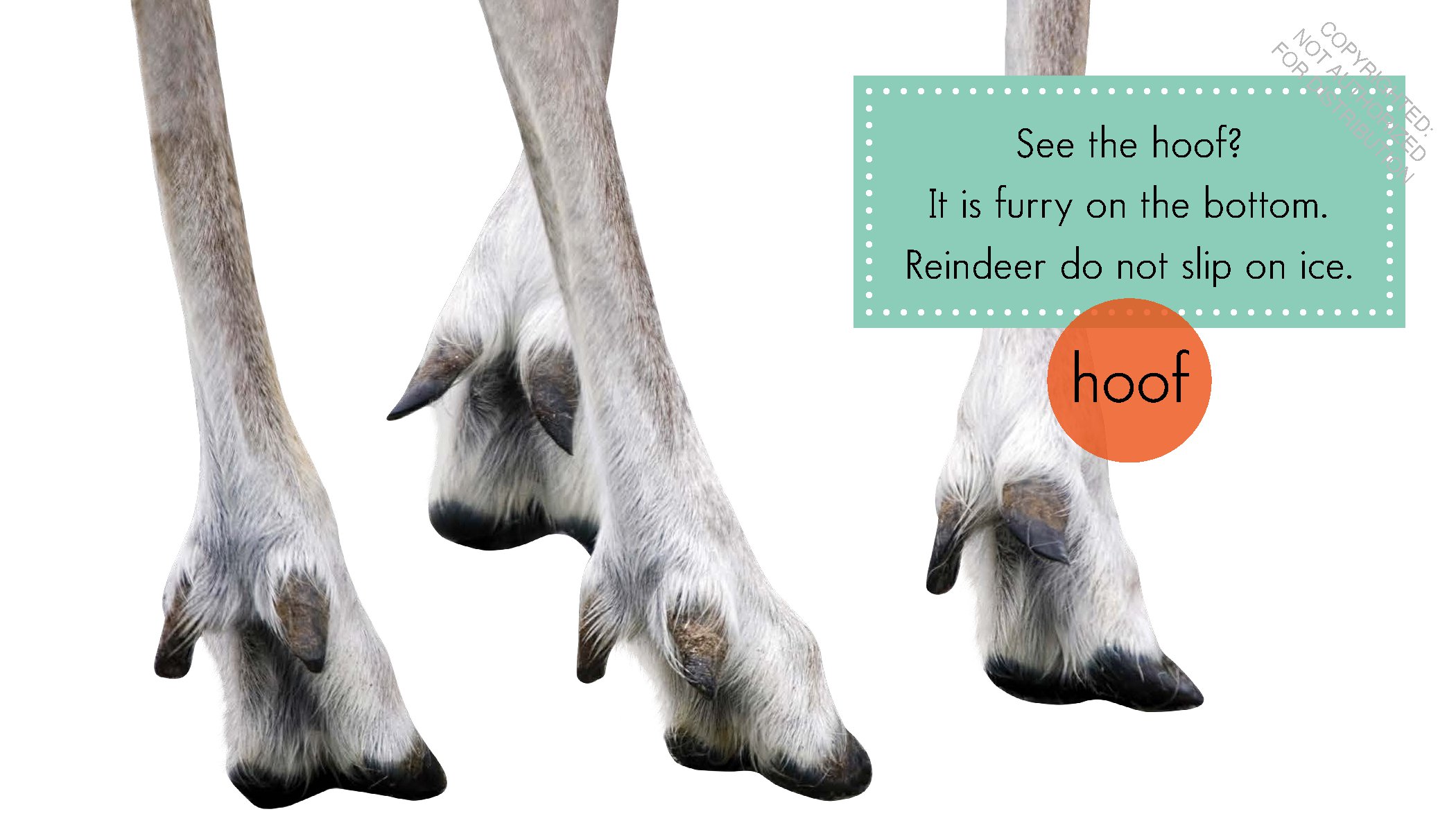Reindeer