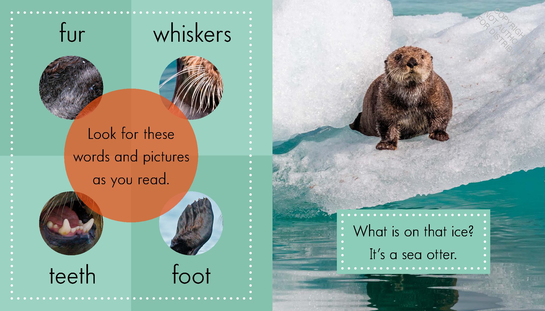 Sea Otters