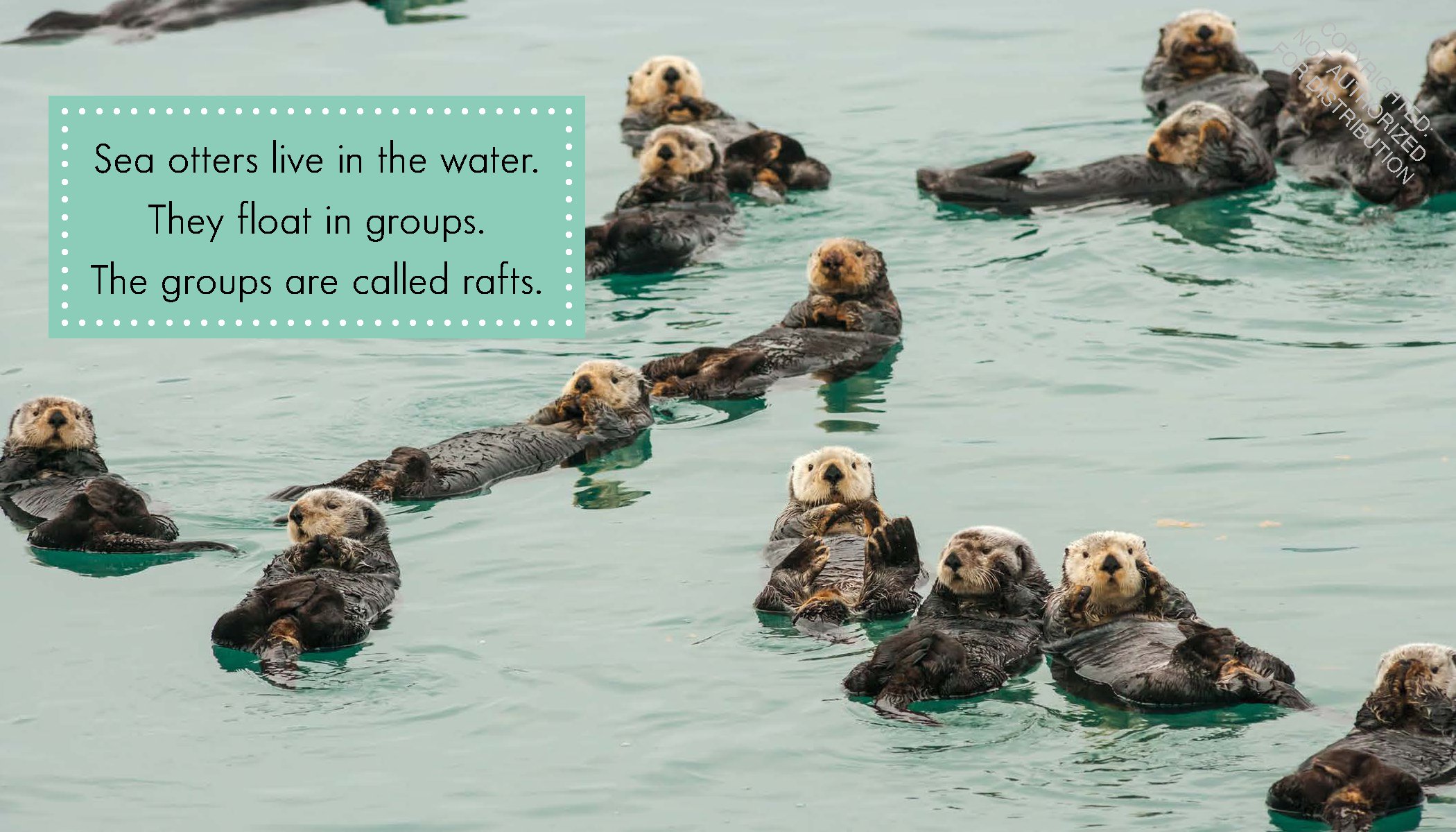 Sea Otters