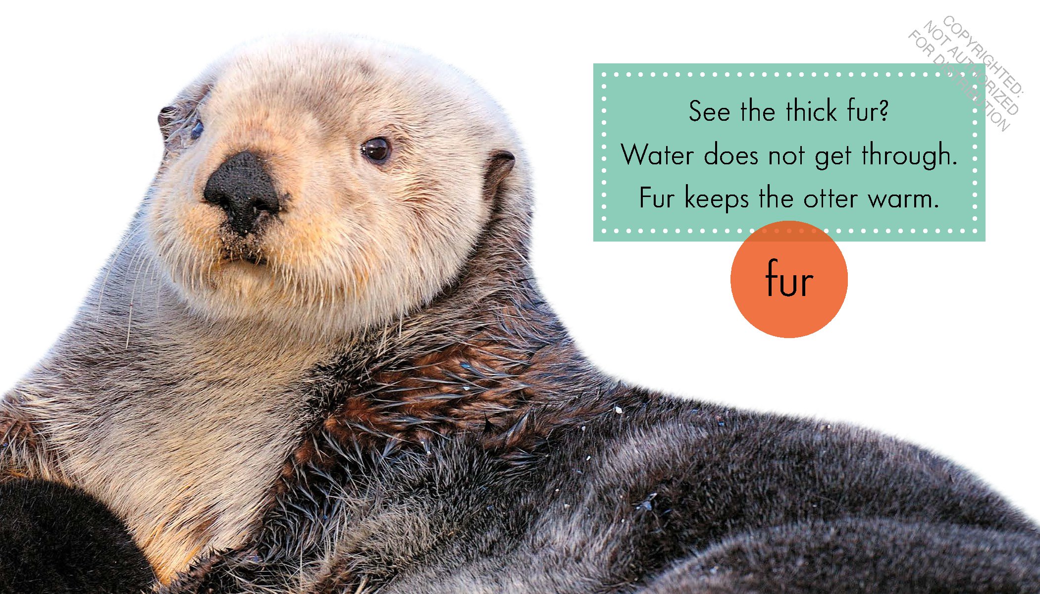 Sea Otters