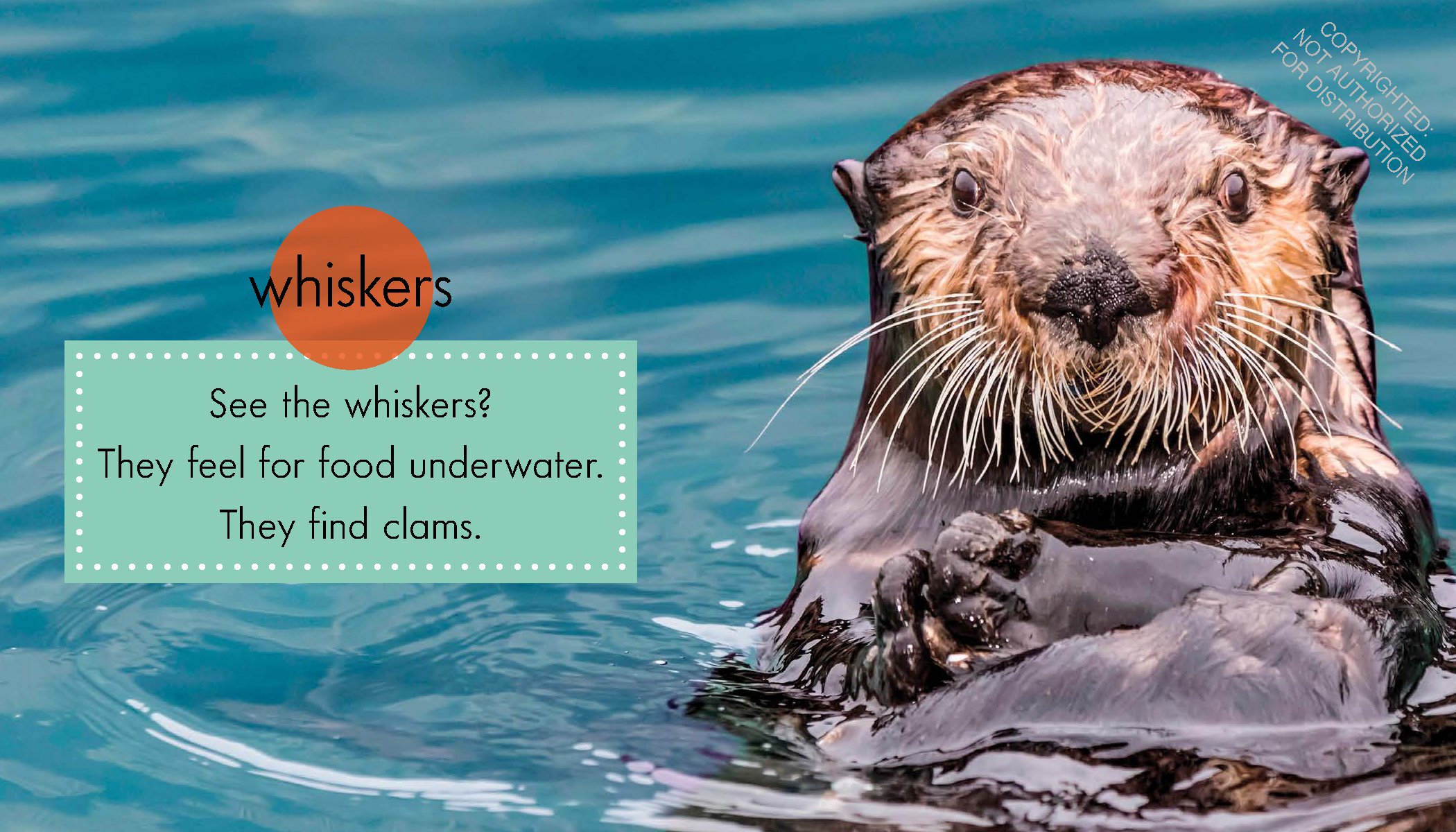 Sea Otters