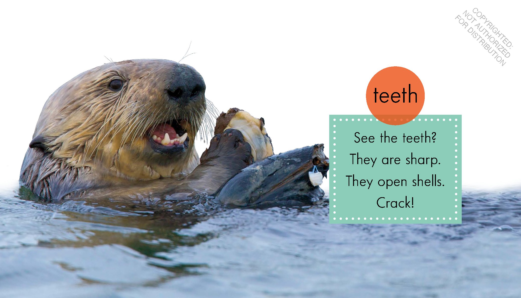 Sea Otters