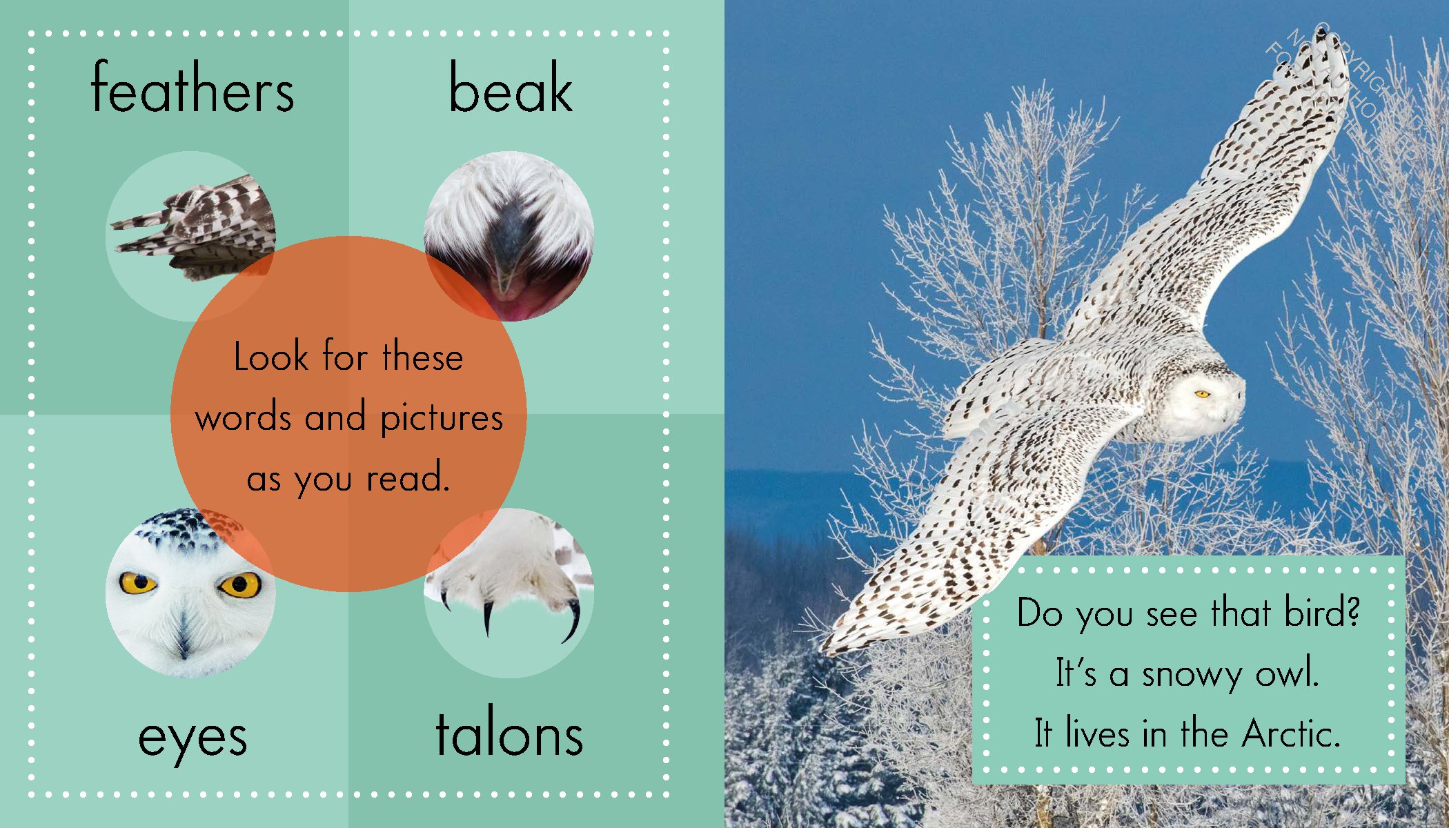 Snowy Owls