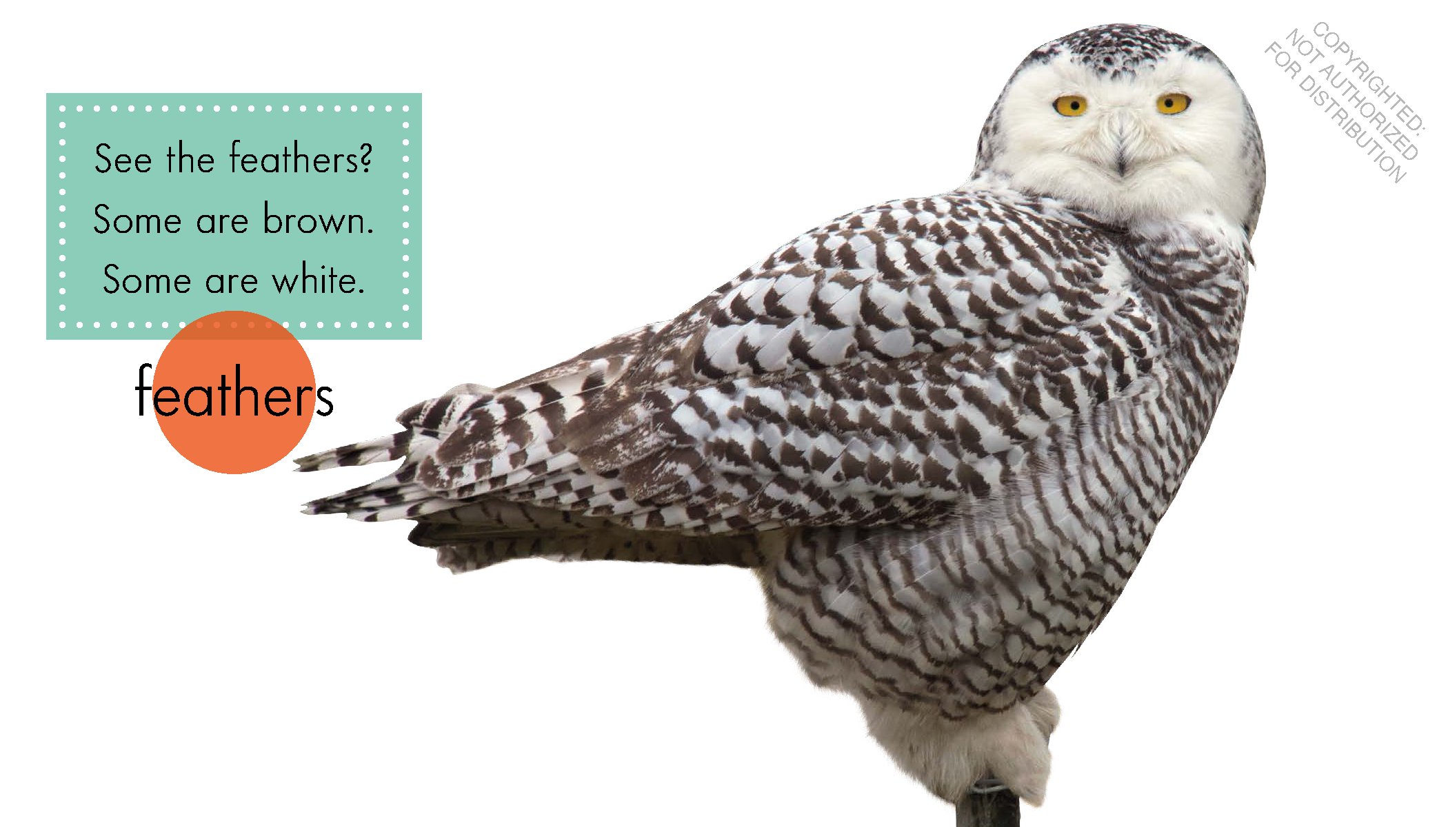 Snowy Owls