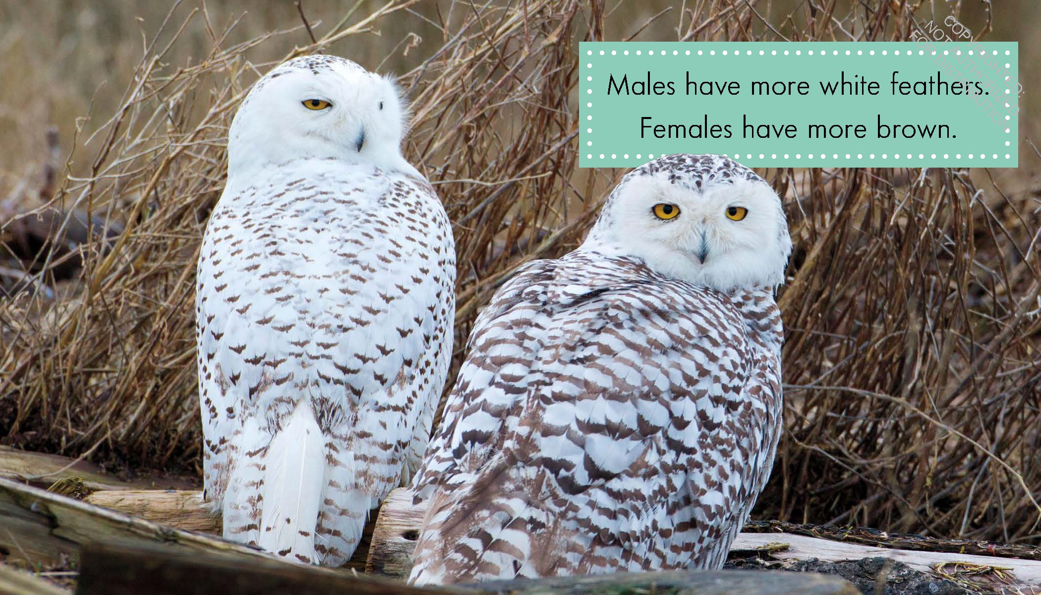 Snowy Owls