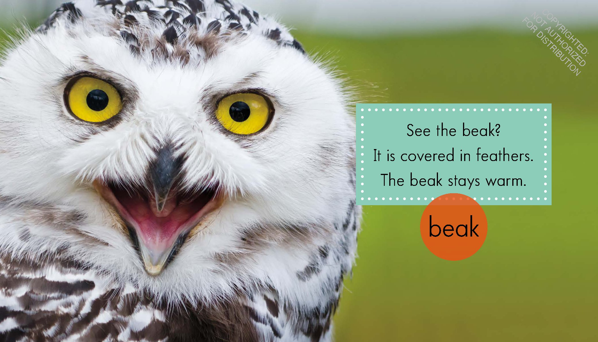 Snowy Owls