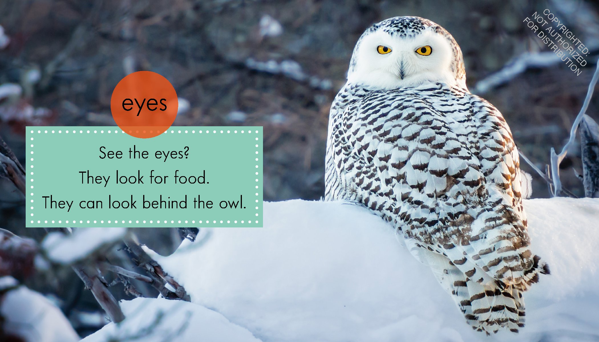 Snowy Owls
