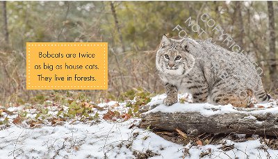 Bobcats