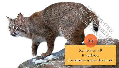 Bobcats