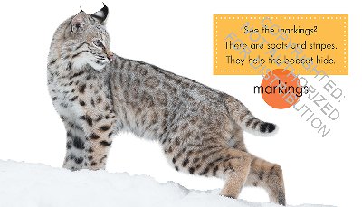 Bobcats