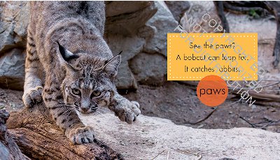 Bobcats