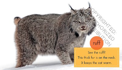 Lynx