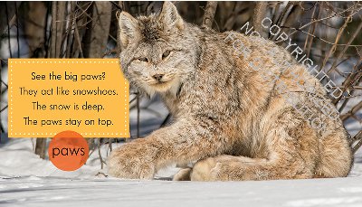 Lynx