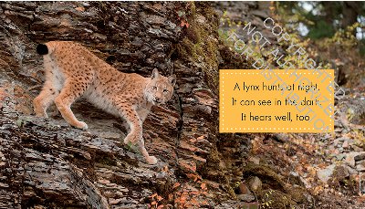 Lynx
