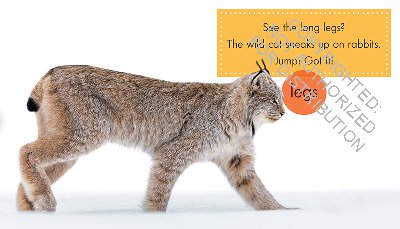 Lynx