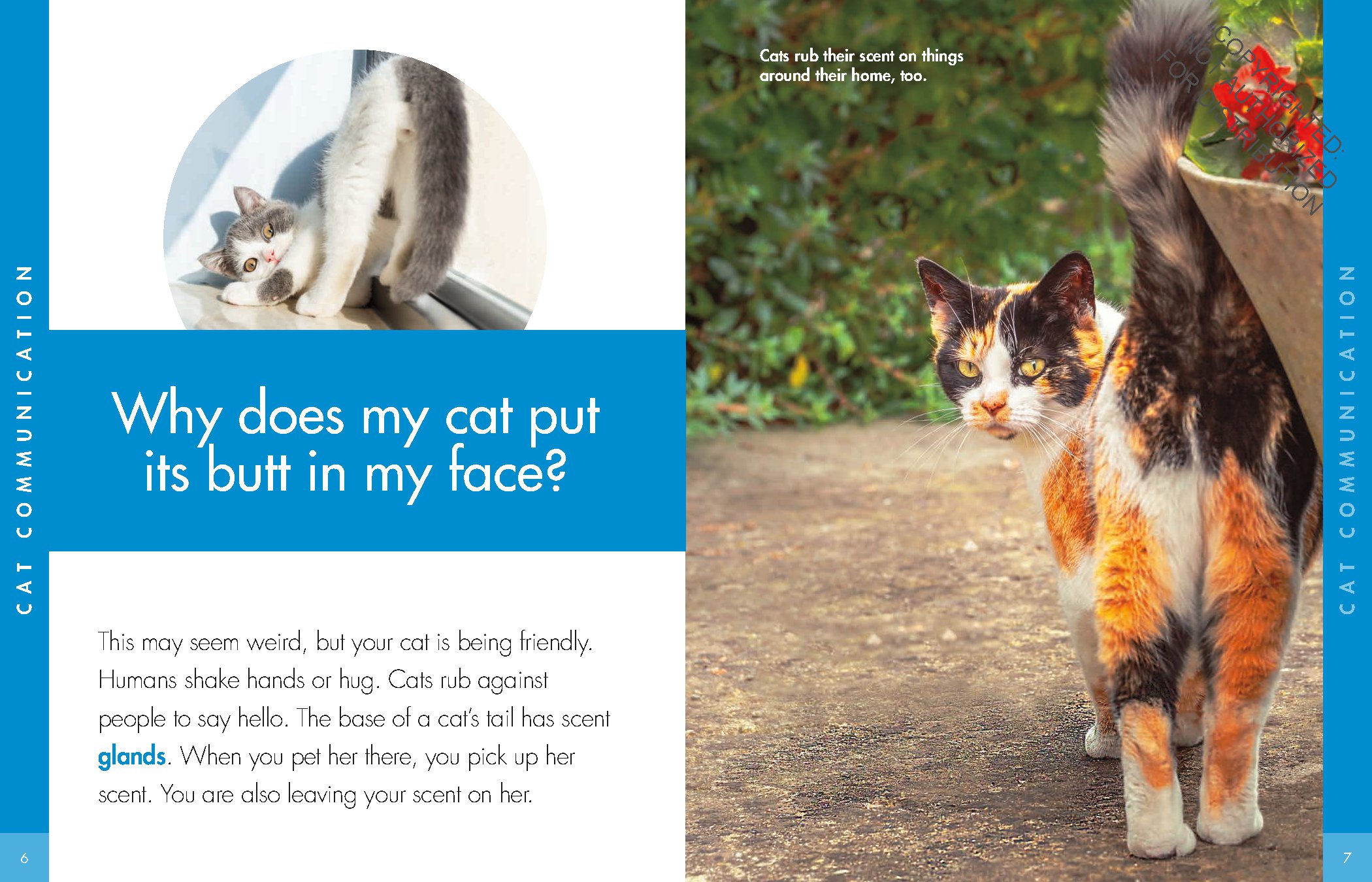Curious about Cats