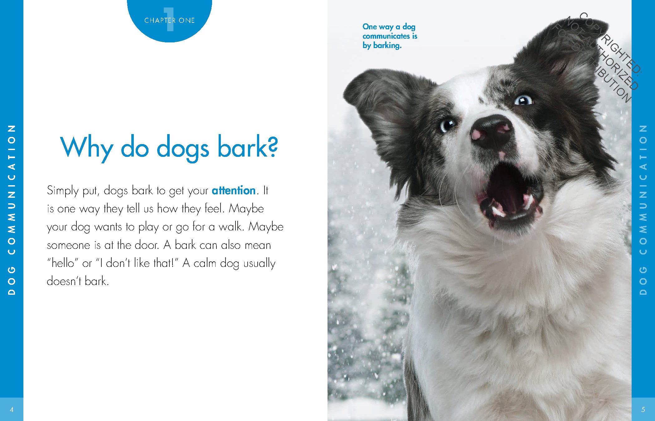 Curious about Dogs
