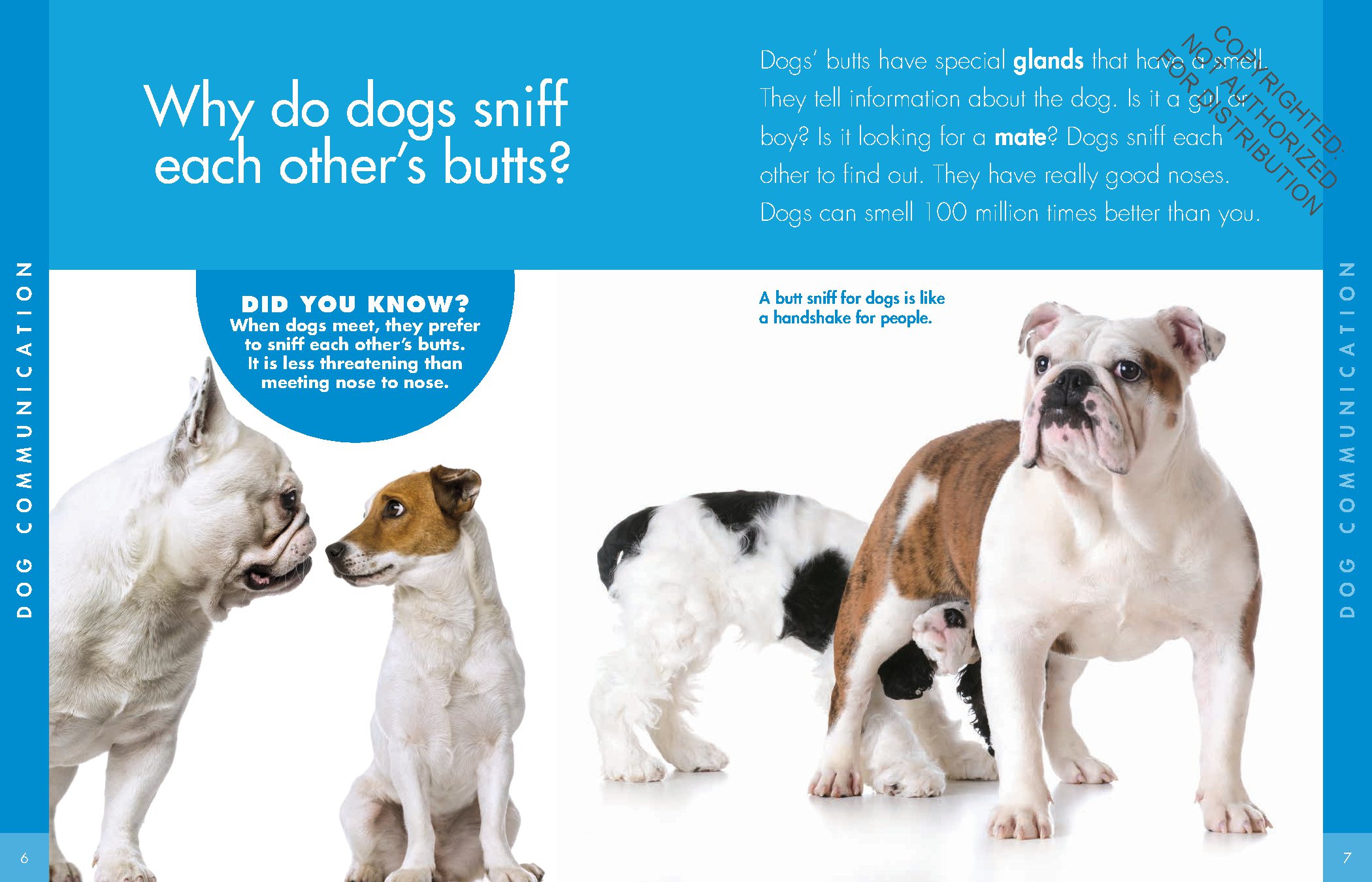 Curious about Dogs