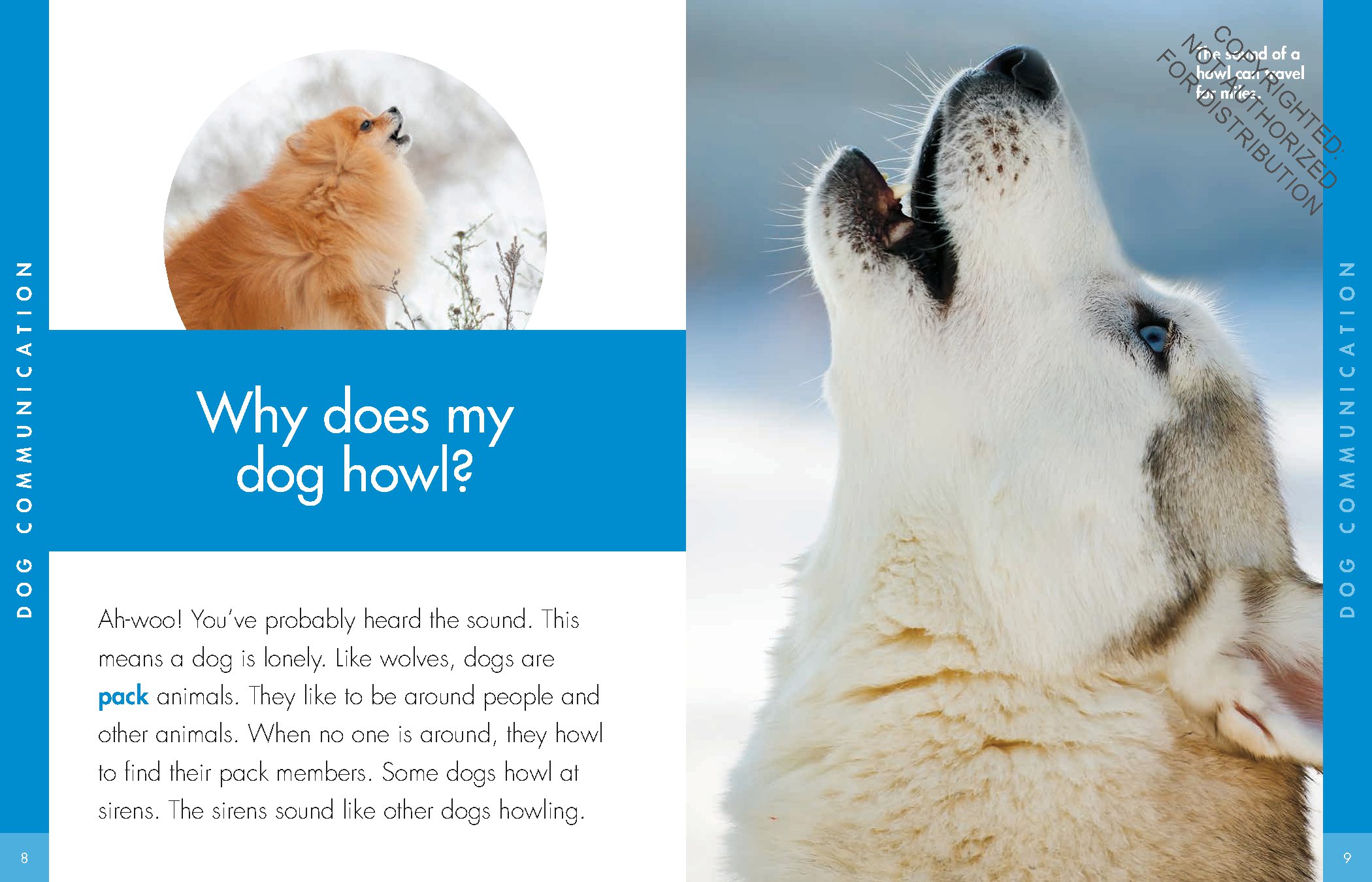 Curious about Dogs