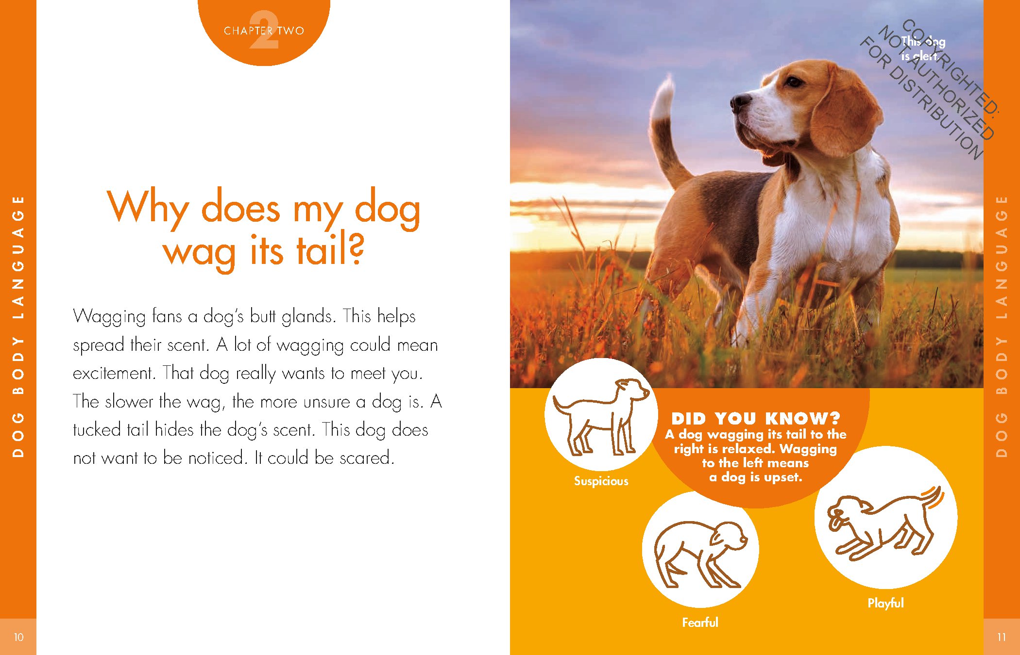 Curious about Dogs