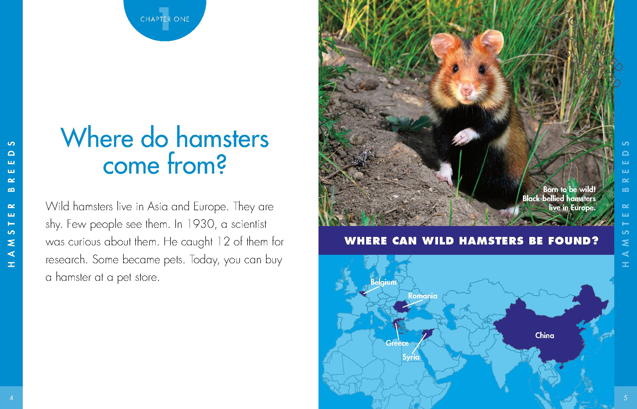Curious about Hamsters