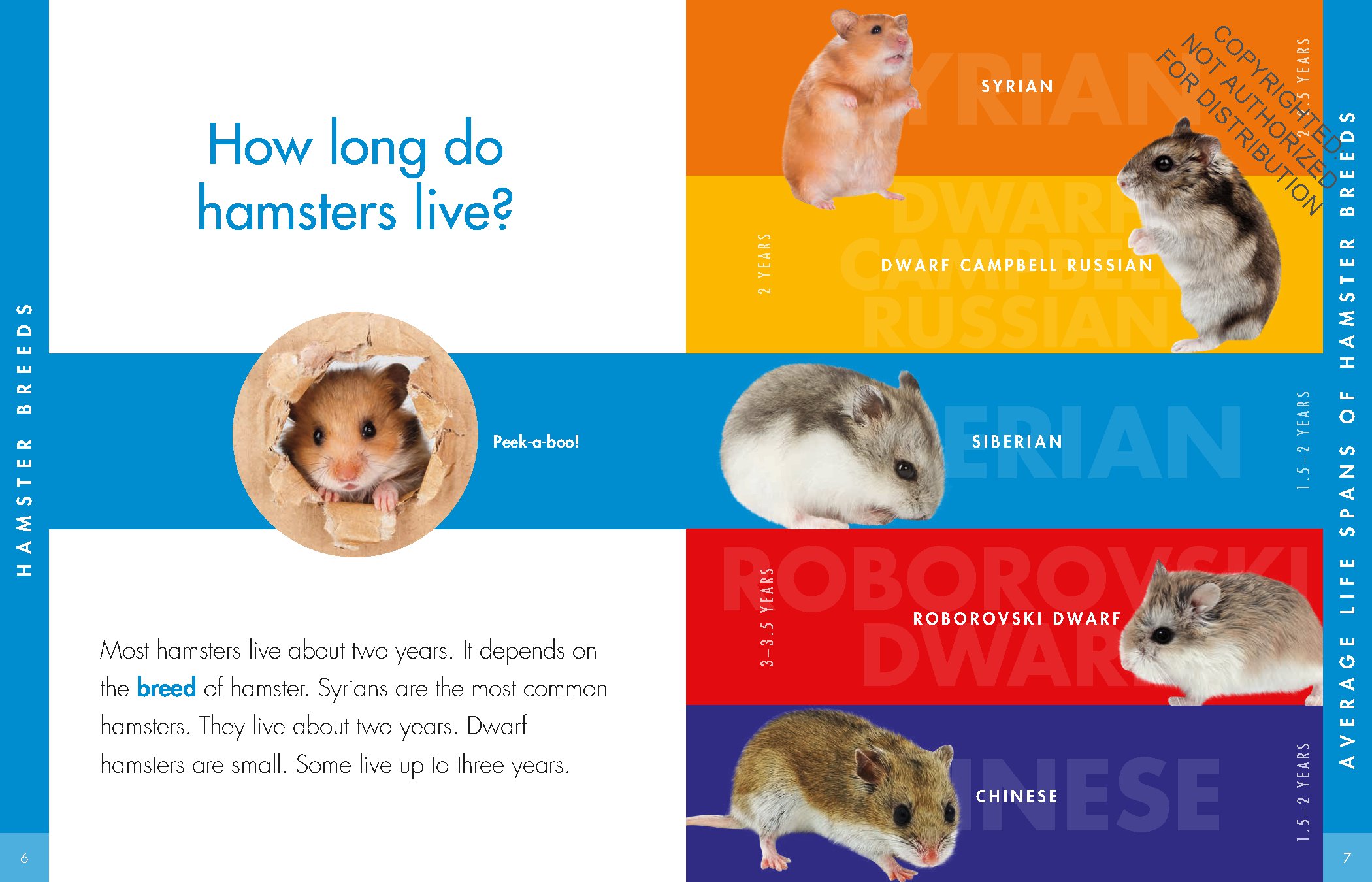 Curious about Hamsters
