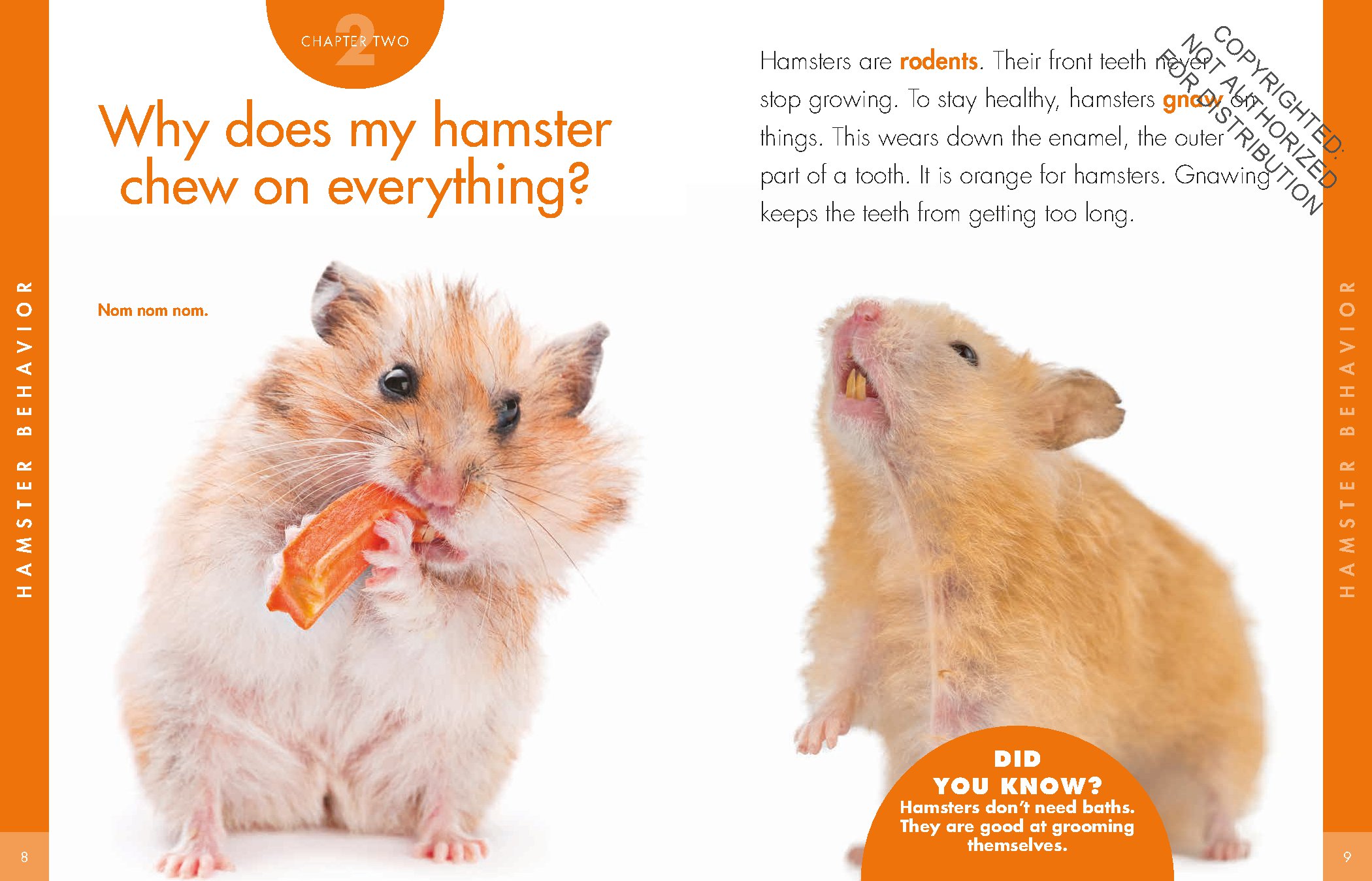 Curious about Hamsters