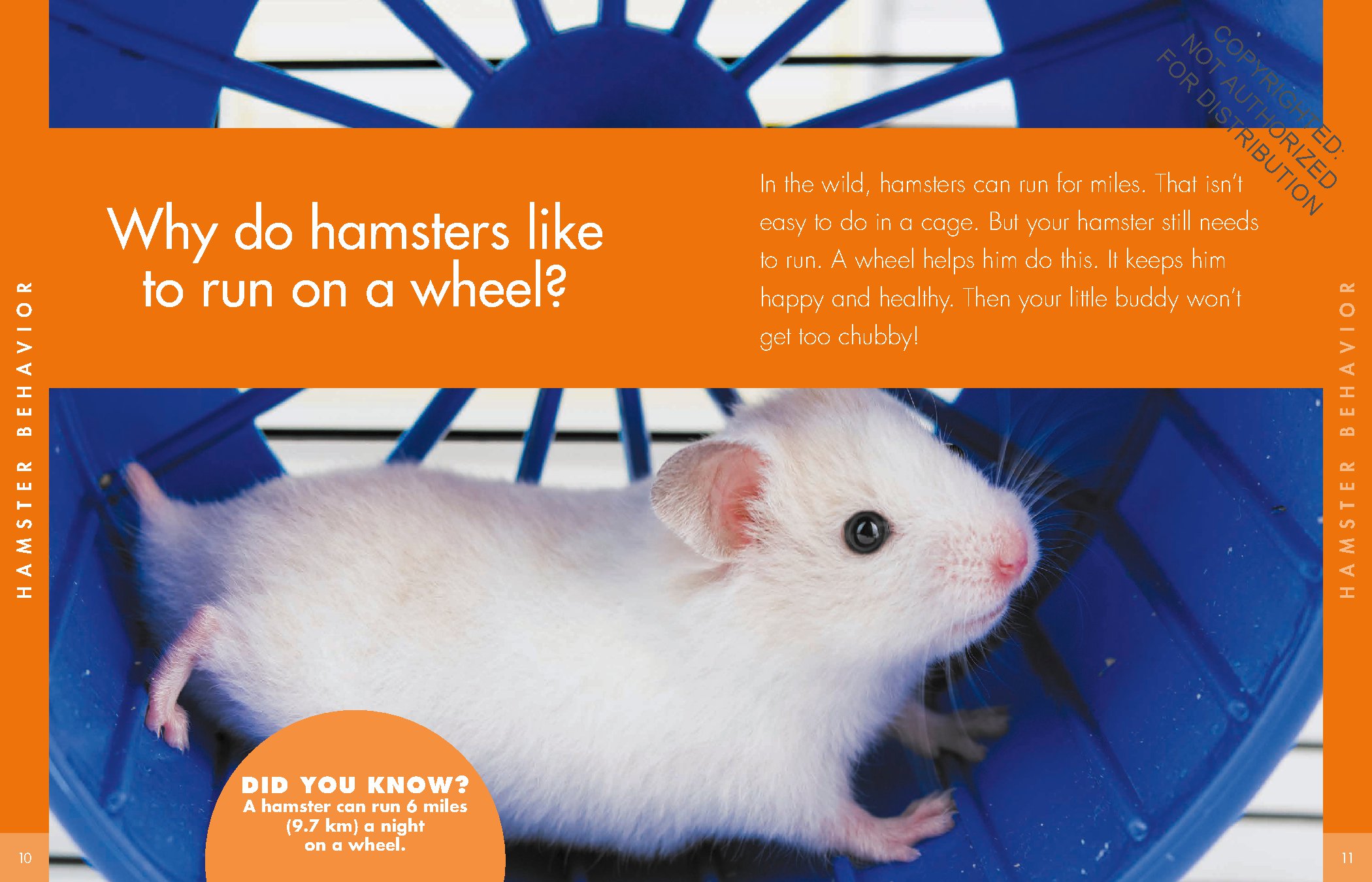 Curious about Hamsters