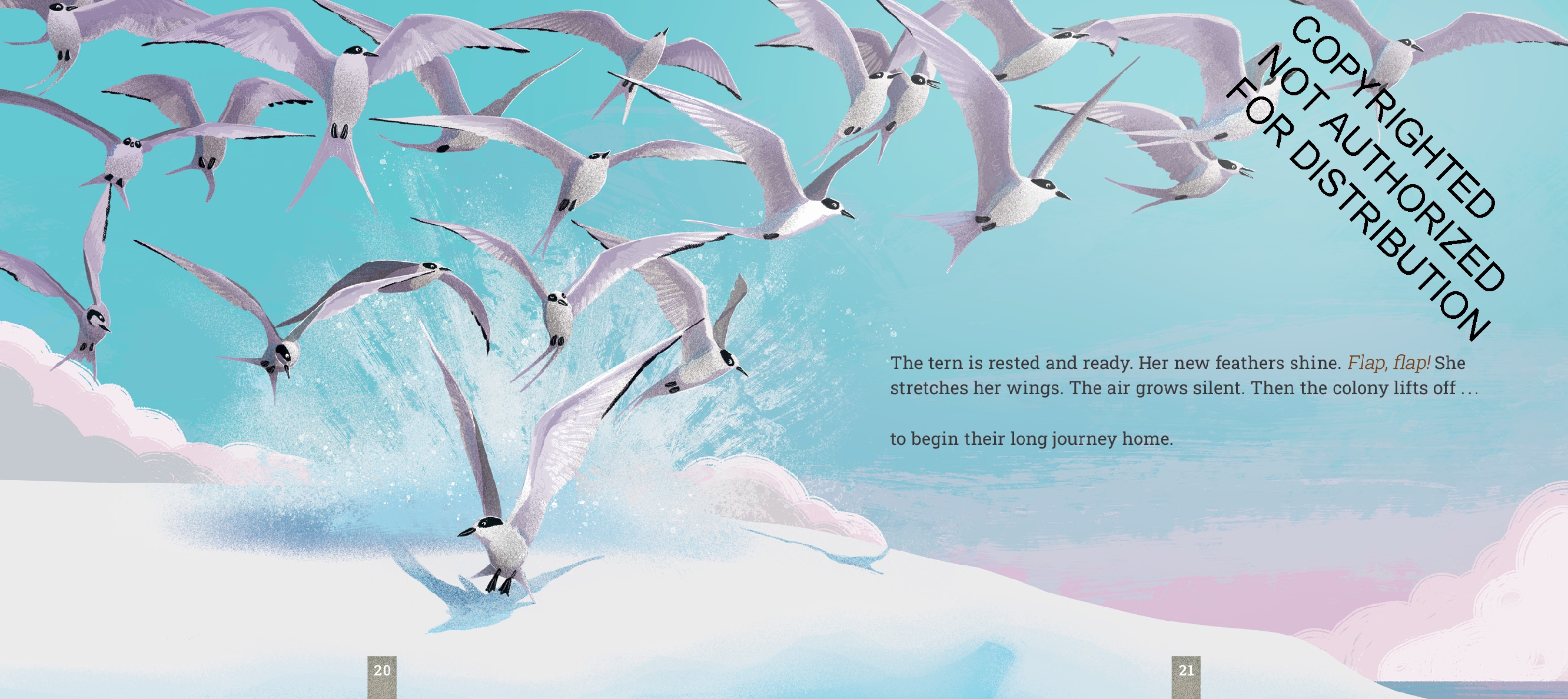 Arctic Terns