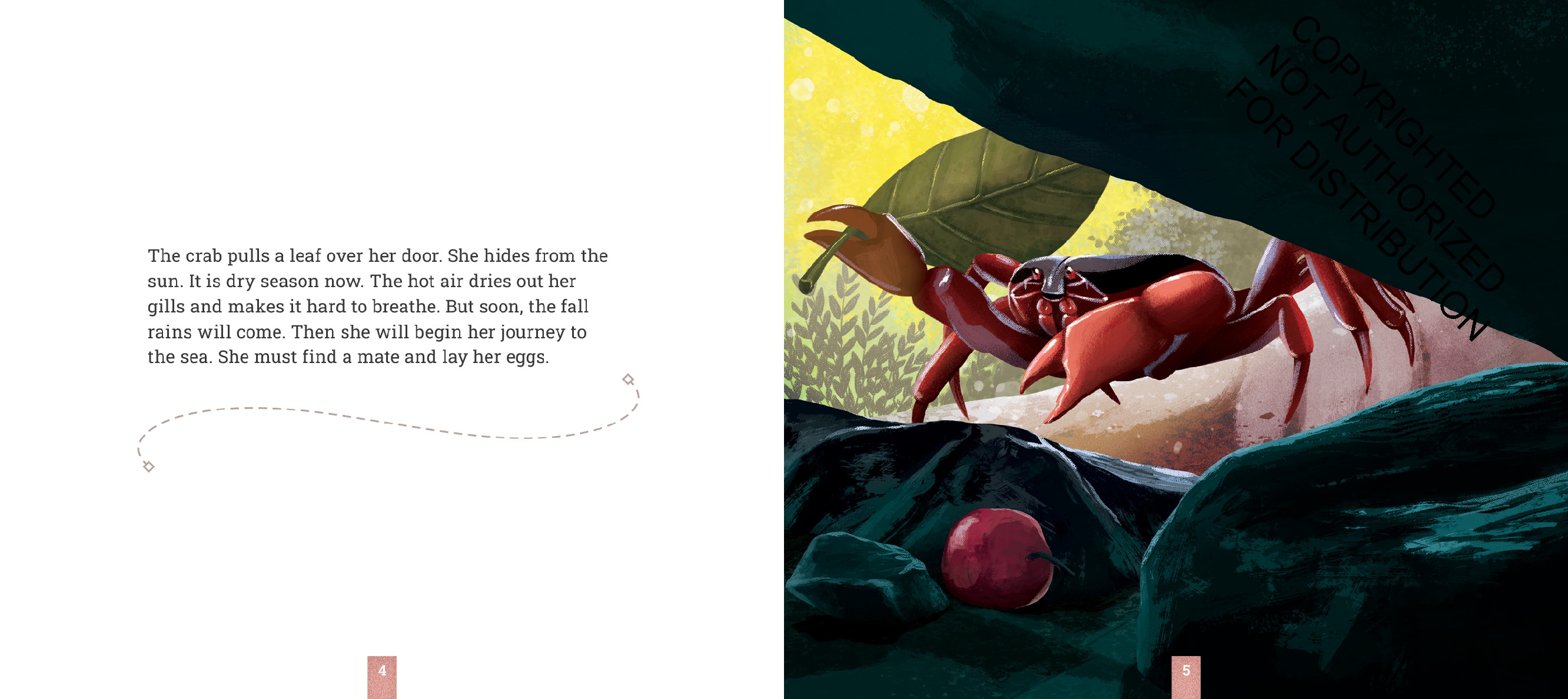 Christmas Island Crabs