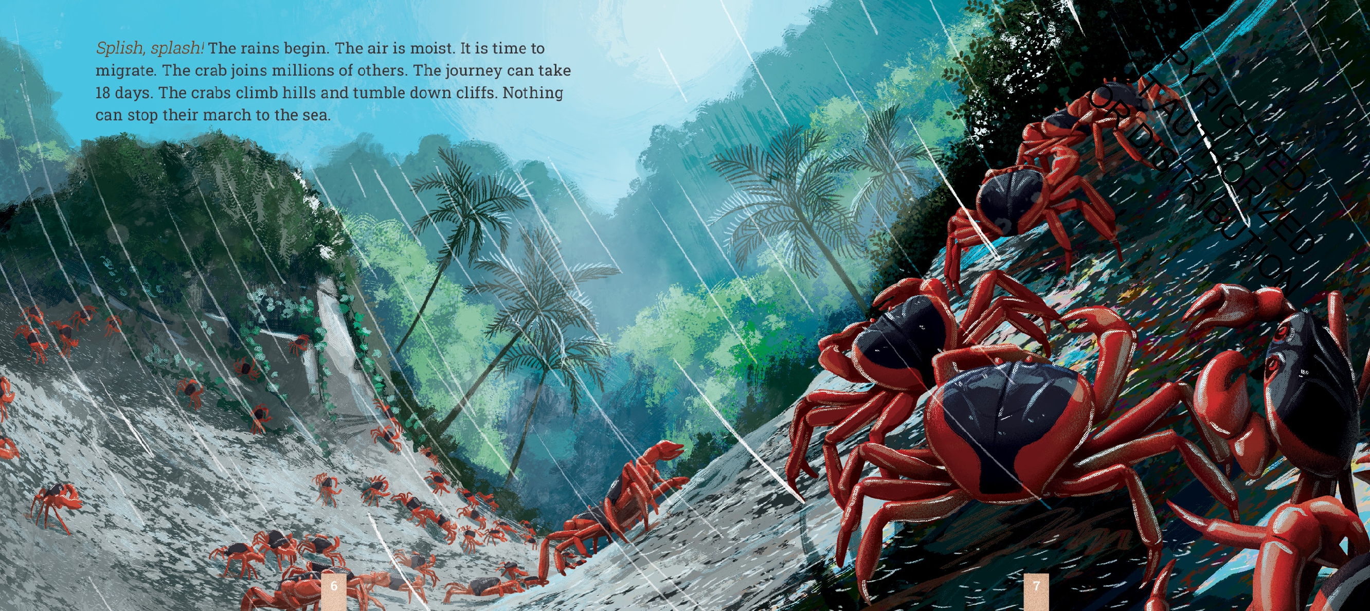 Christmas Island Crabs