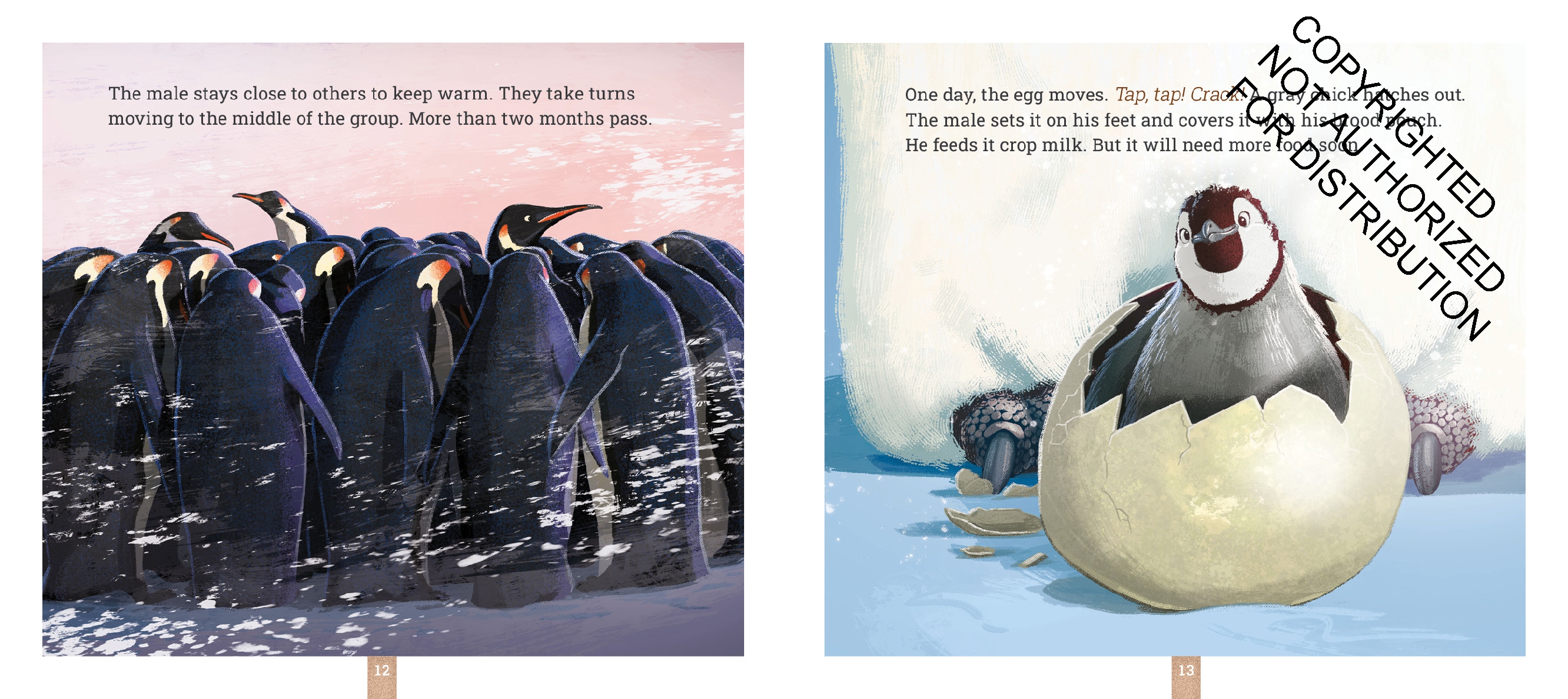 Emperor Penguins