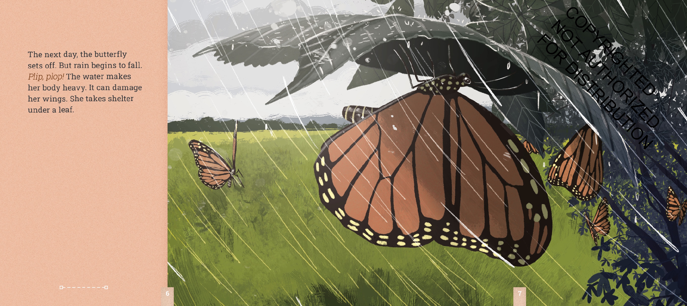 Monarch Butterflies