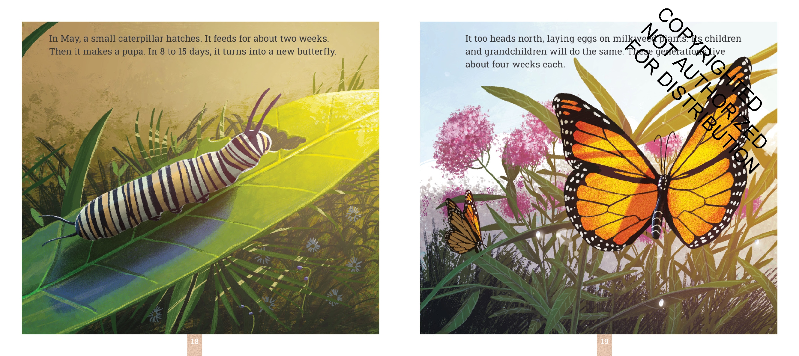 Monarch Butterflies