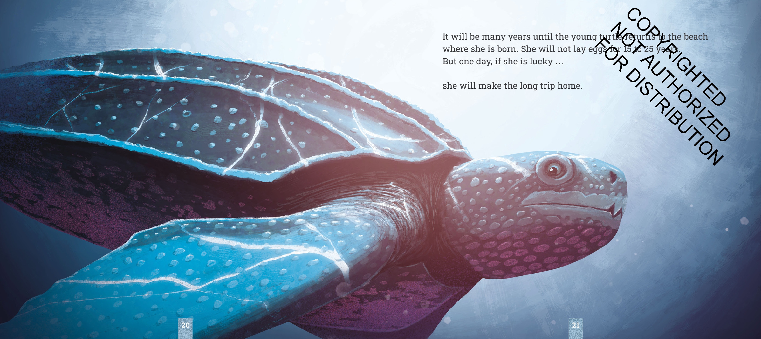 Leatherback Sea Turtles