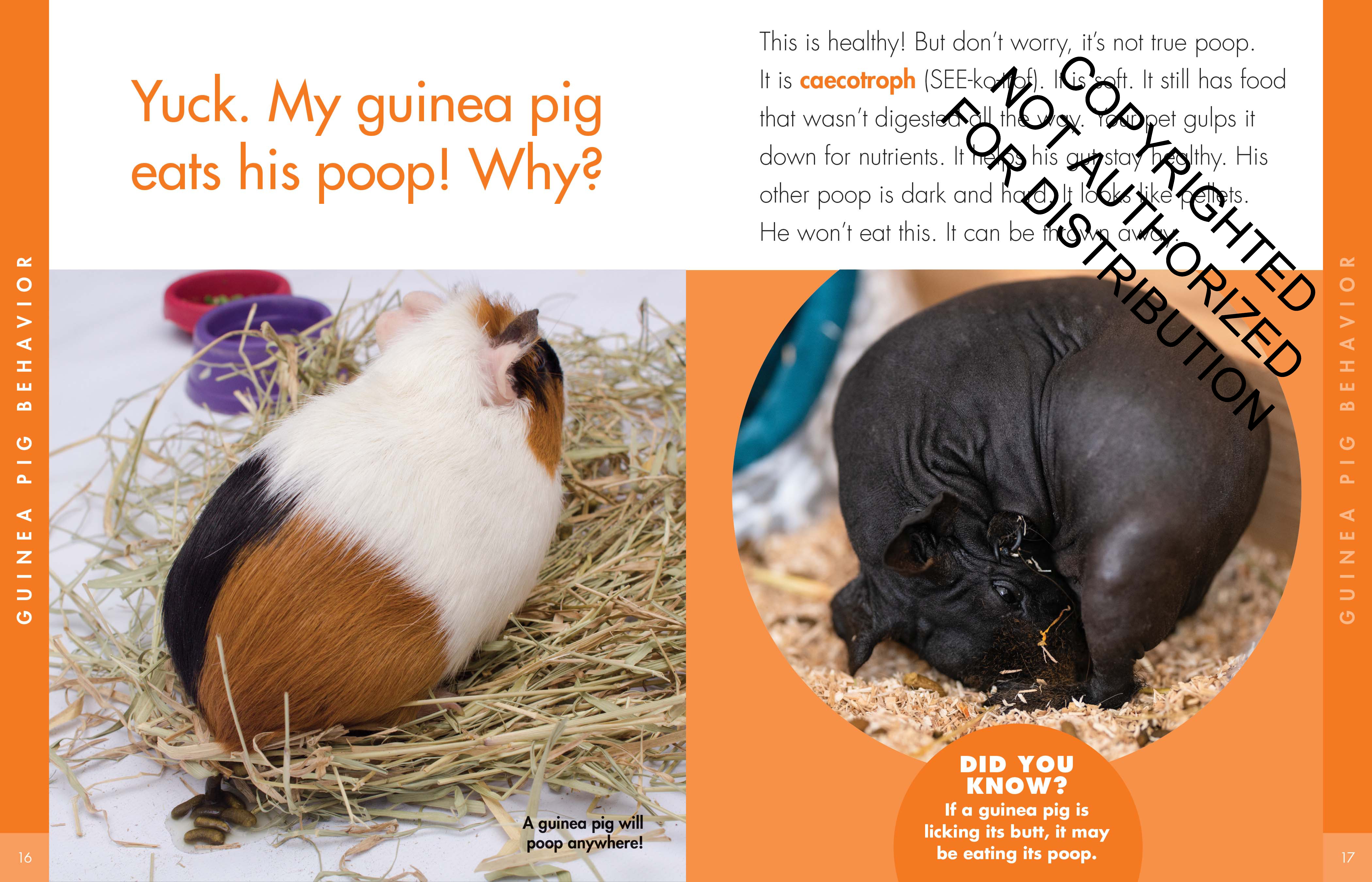 Curious about Guinea Pigs